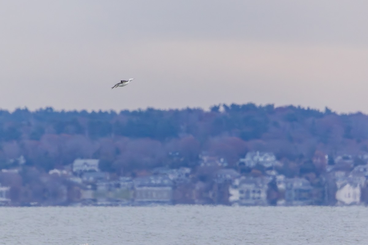 Plongeon catmarin - ML645753646