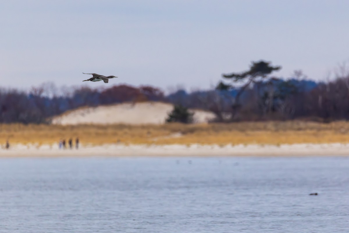 Plongeon catmarin - ML645753647