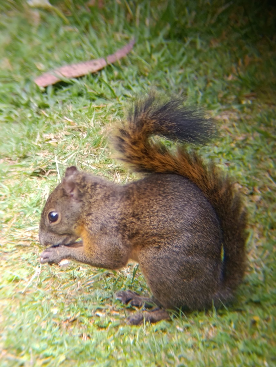 Red-tailed Squirrel - ML645753653