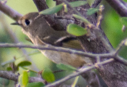 Ruby-crowned Kinglet - ML645753667