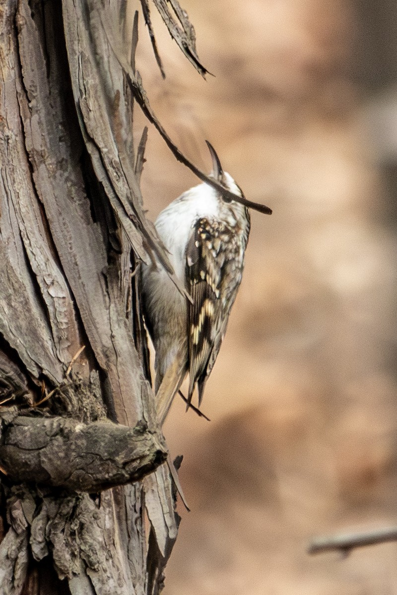 Eurasian Treecreeper - ML645753668