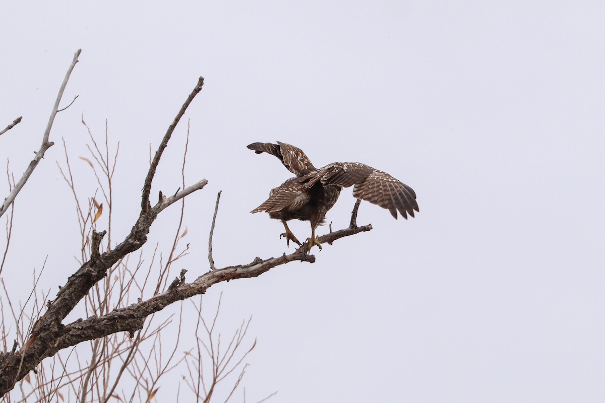 Red-tailed Hawk - ML645753669