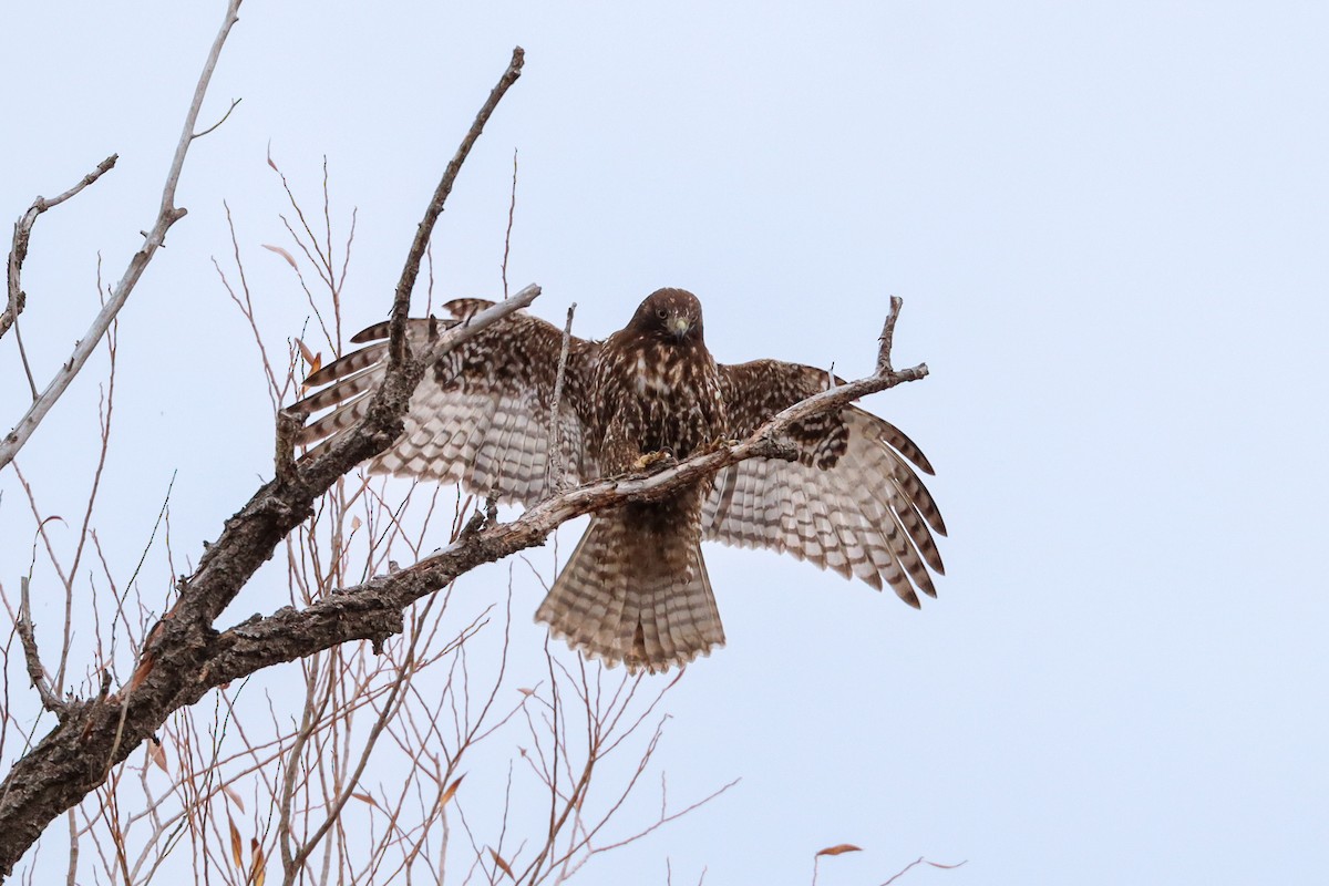 Red-tailed Hawk - ML645753670