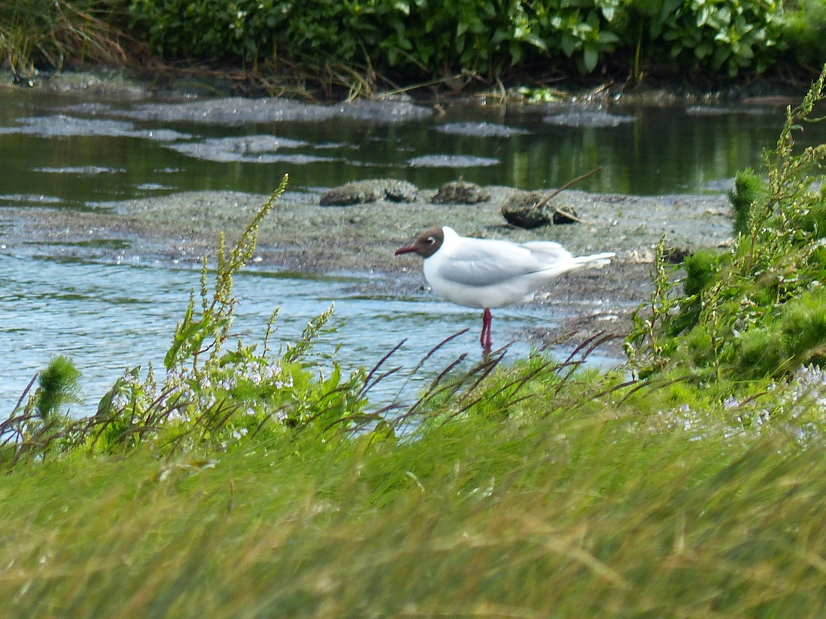 Franklin's Gull - ML645753671