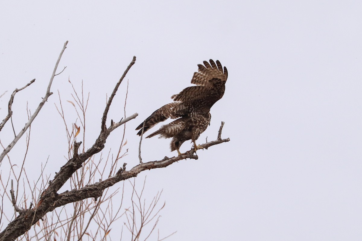 Red-tailed Hawk - ML645753672