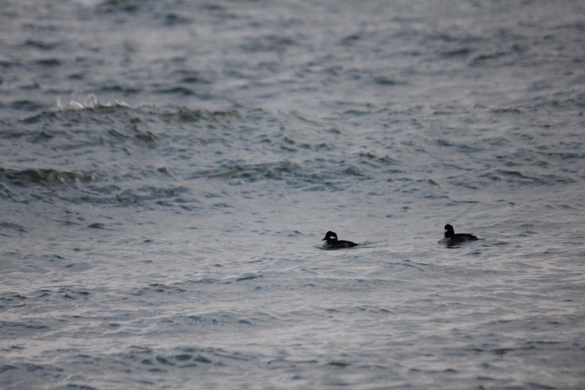 Bufflehead - ML645753674