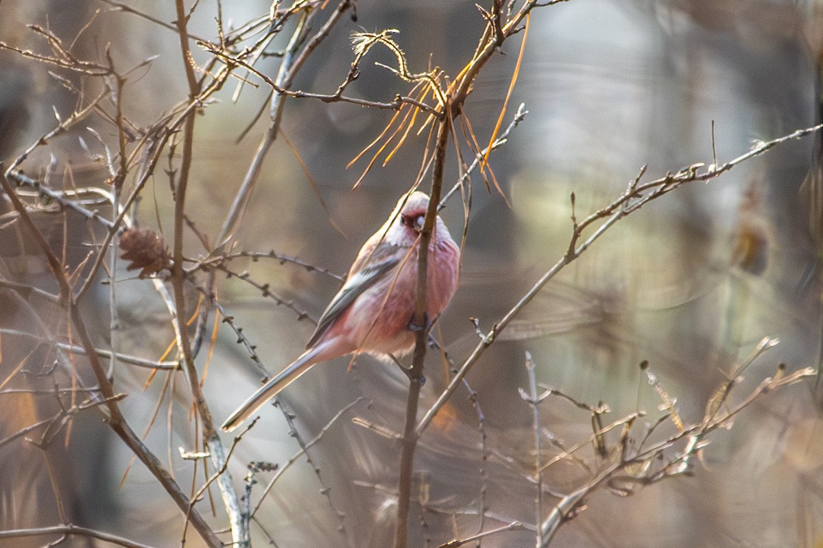 Long-tailed Rosefinch - ML645753676