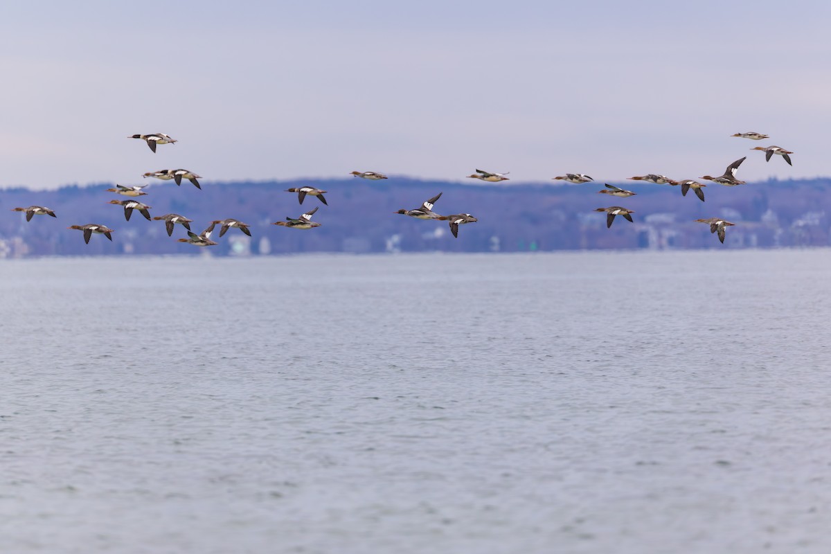 Red-breasted Merganser - ML645753679