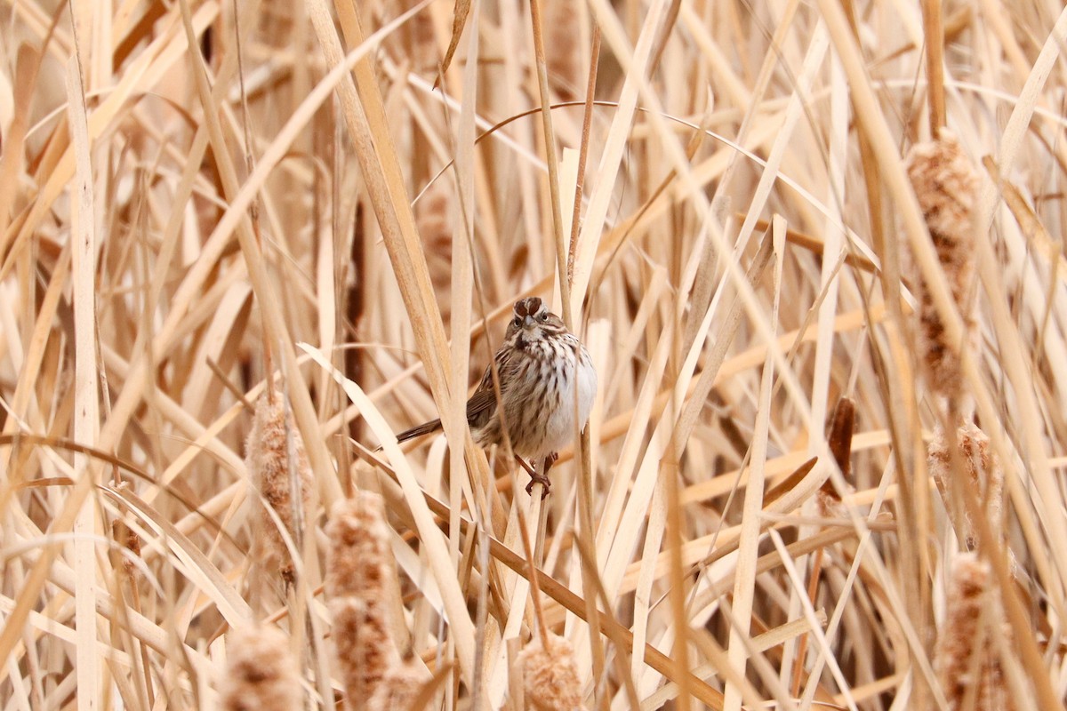 Song Sparrow - ML645753680