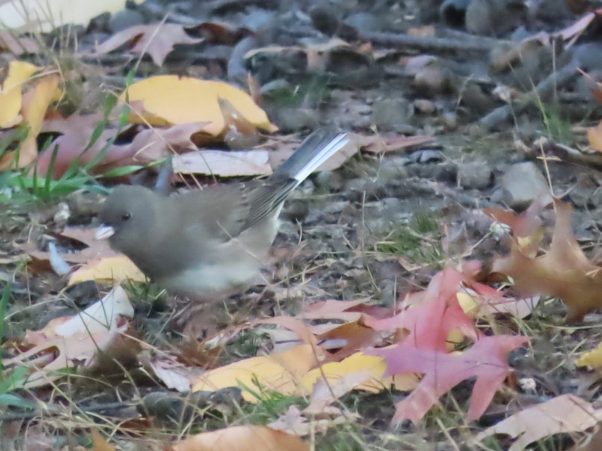 Dark-eyed Junco - ML645753681