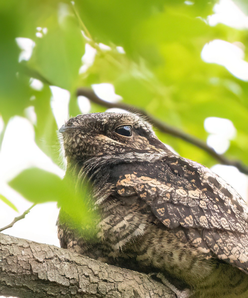 Gray Nightjar - ML645753682