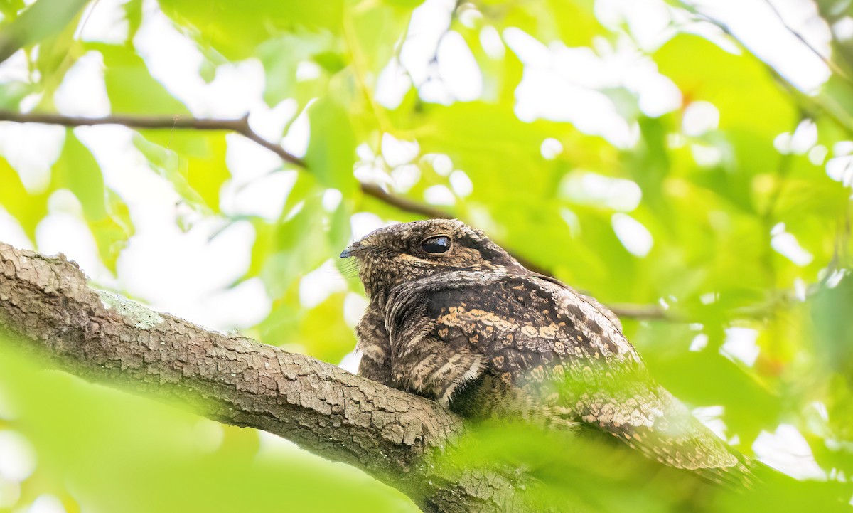 Gray Nightjar - ML645753683