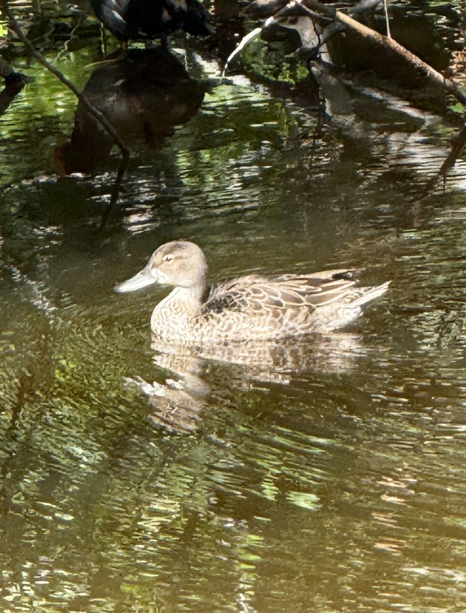 Blue-winged Teal - ML645753684