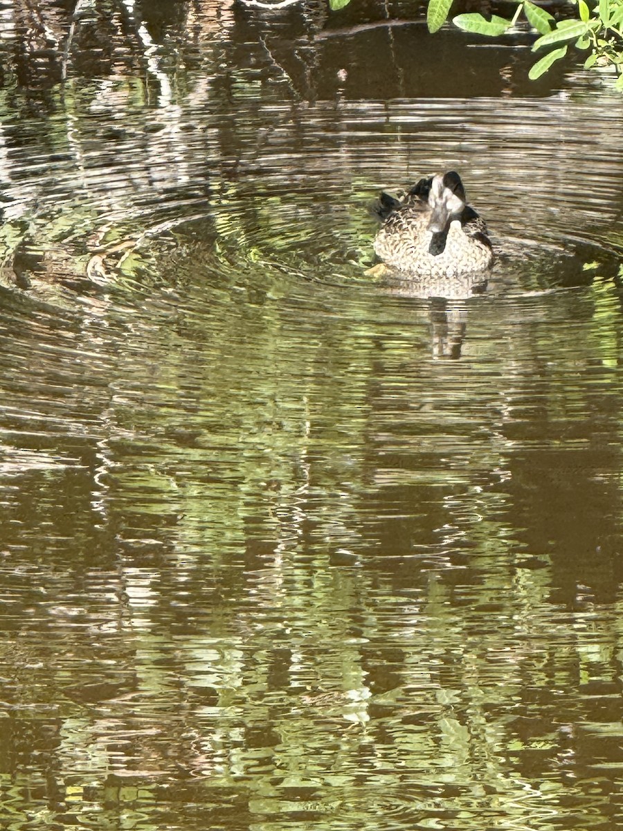 Blue-winged Teal - ML645753685