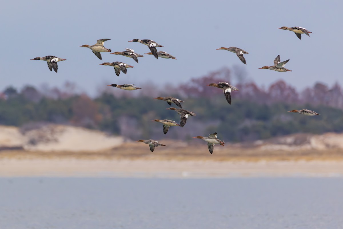 Red-breasted Merganser - ML645753687