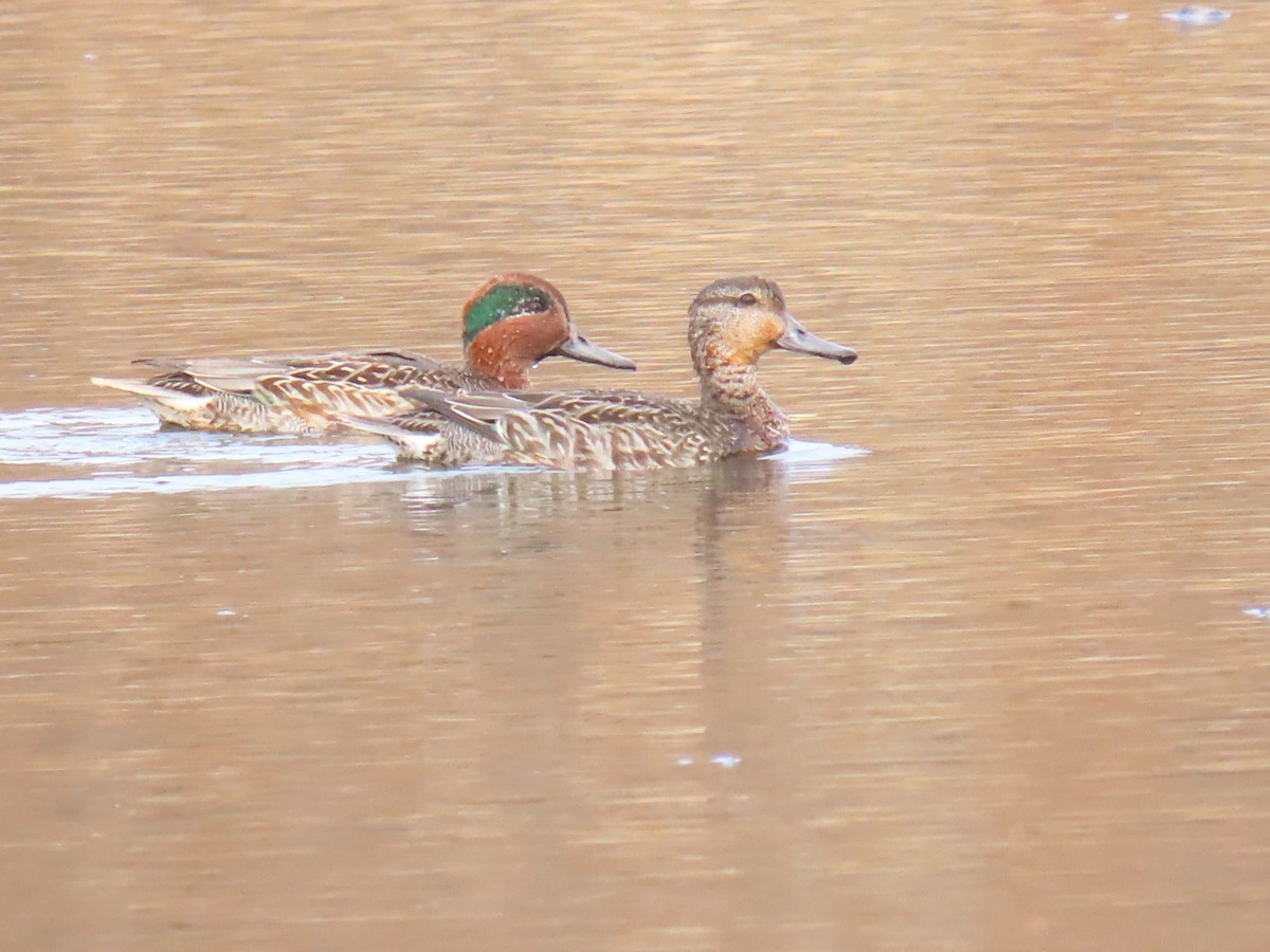 Green-winged Teal - ML645753688