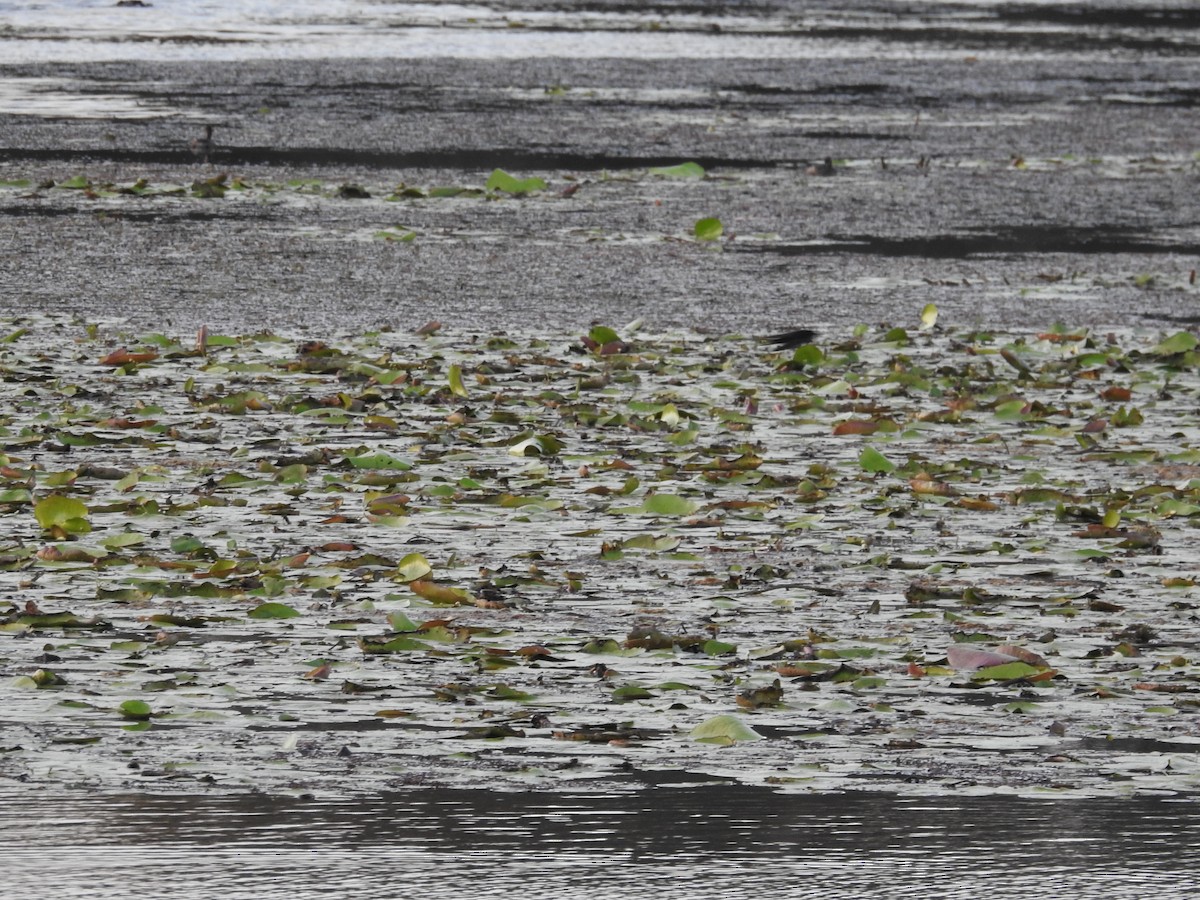 Welcome Swallow - ML645753689