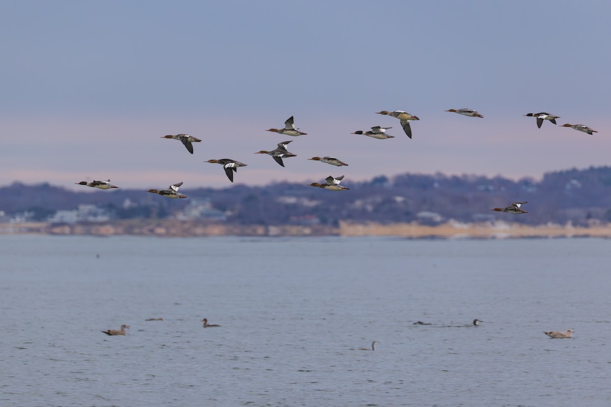 Red-breasted Merganser - ML645753690