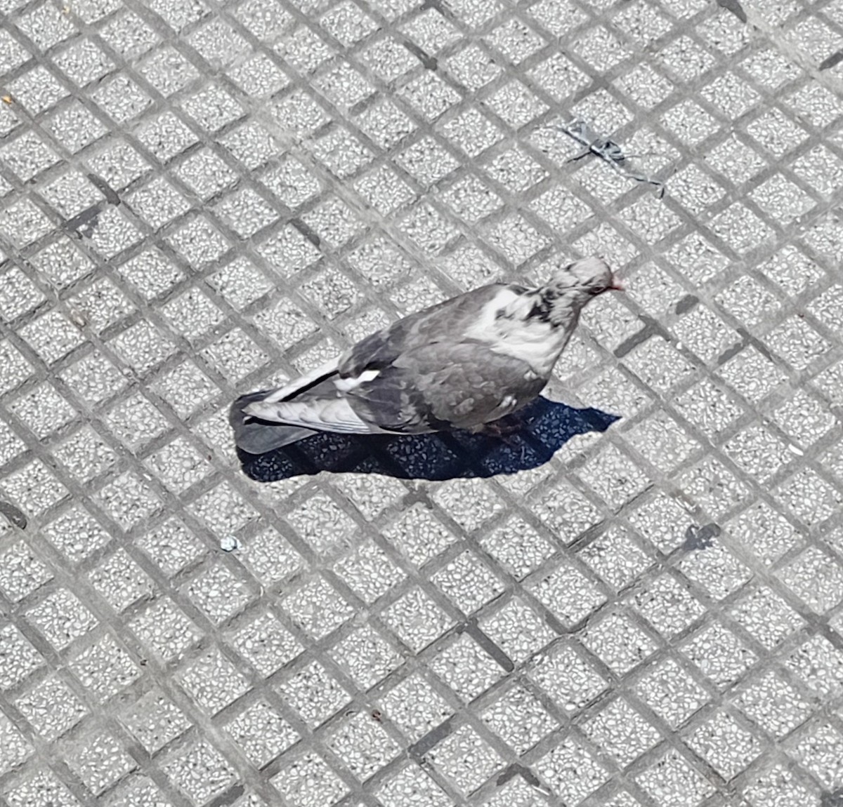 Rock Pigeon (Feral Pigeon) - ML645753693