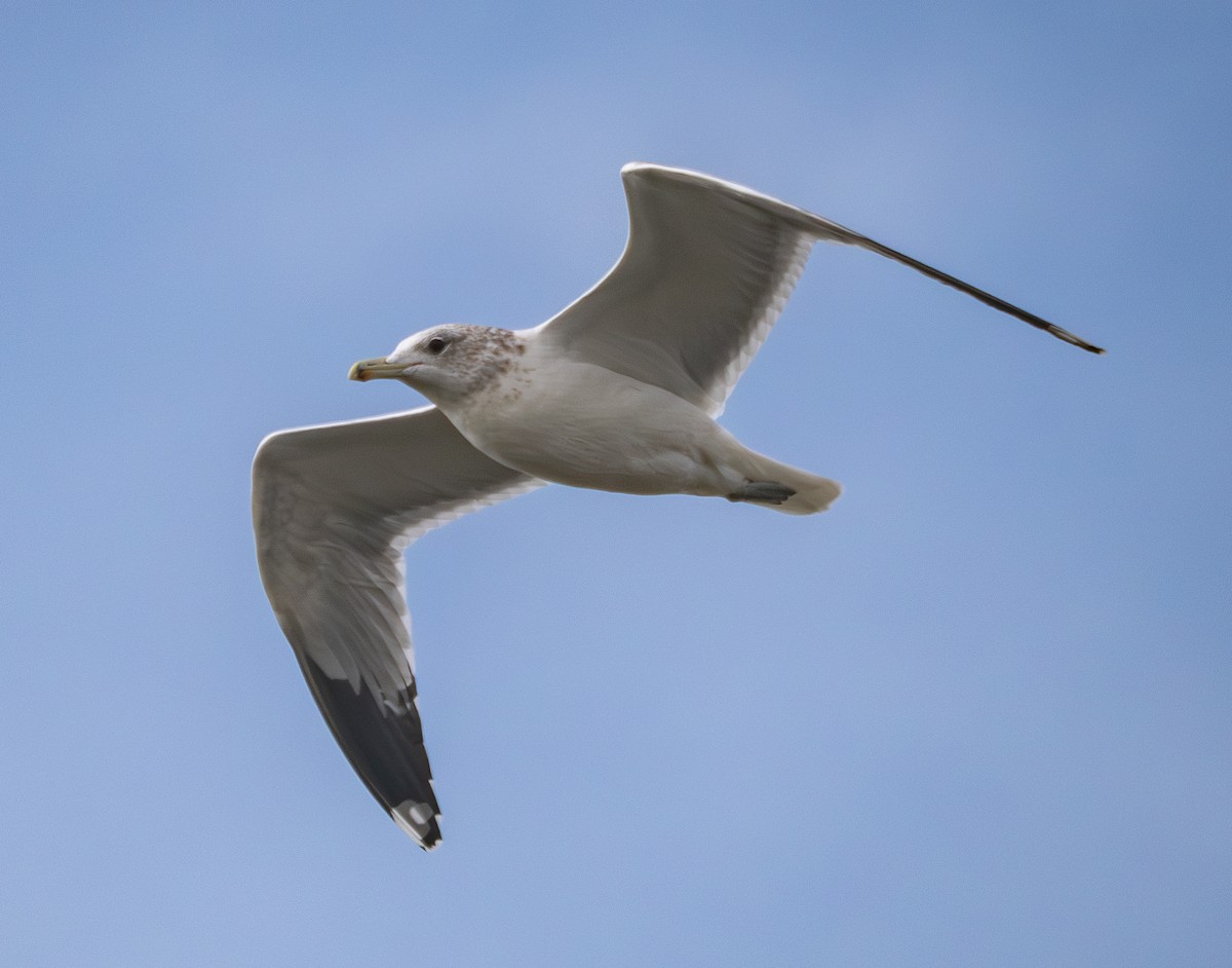 California Gull - ML645753694