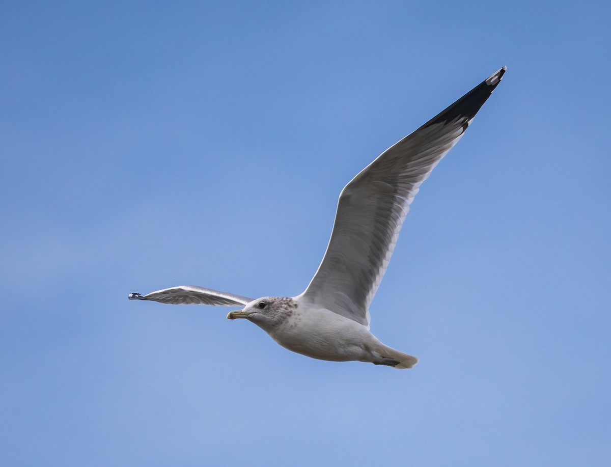 California Gull - ML645753695