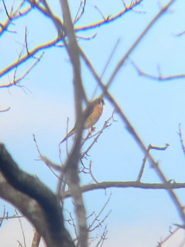 American Kestrel - ML645753697
