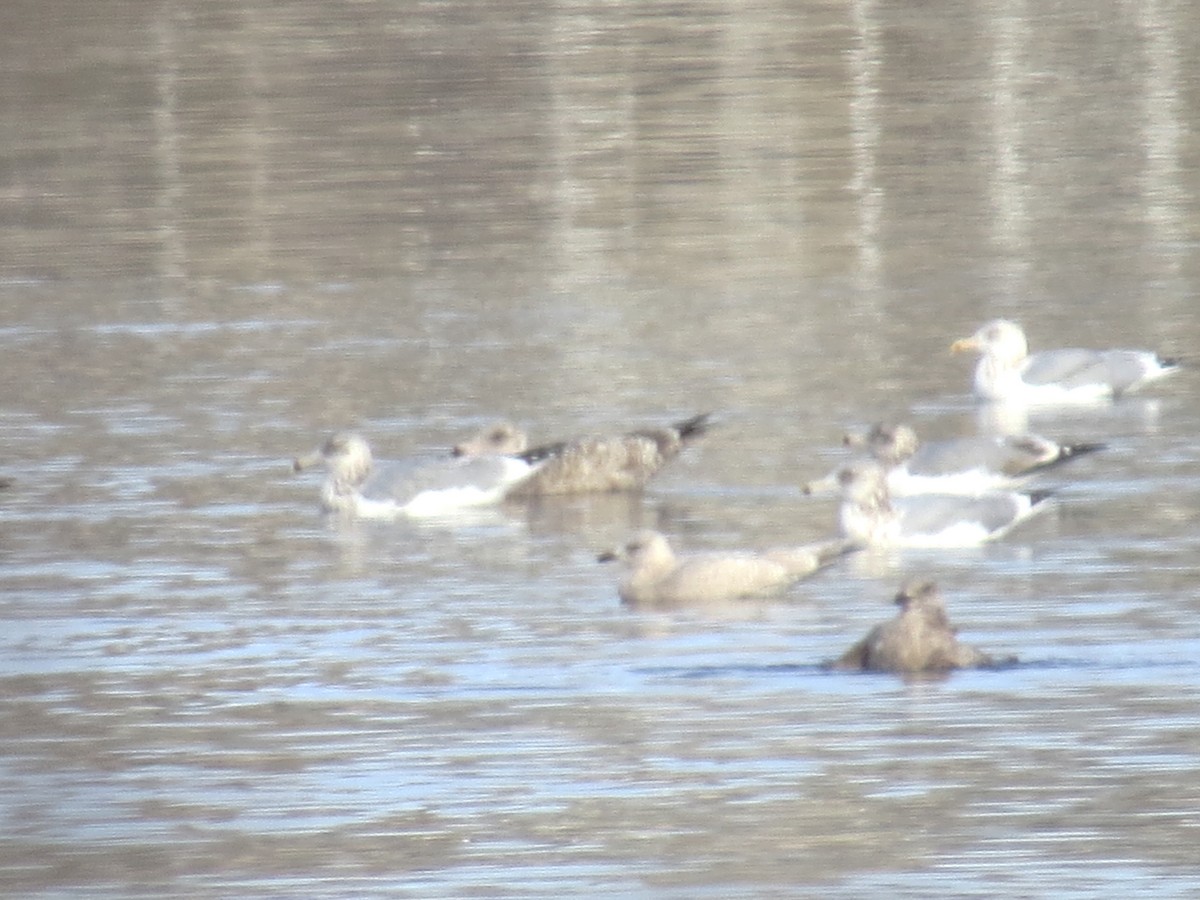 Kaio hegalzuria - ML645753705