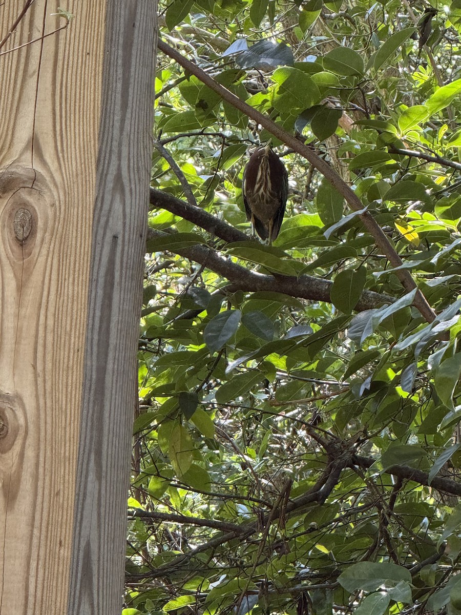 アメリカササゴイ - ML645753706