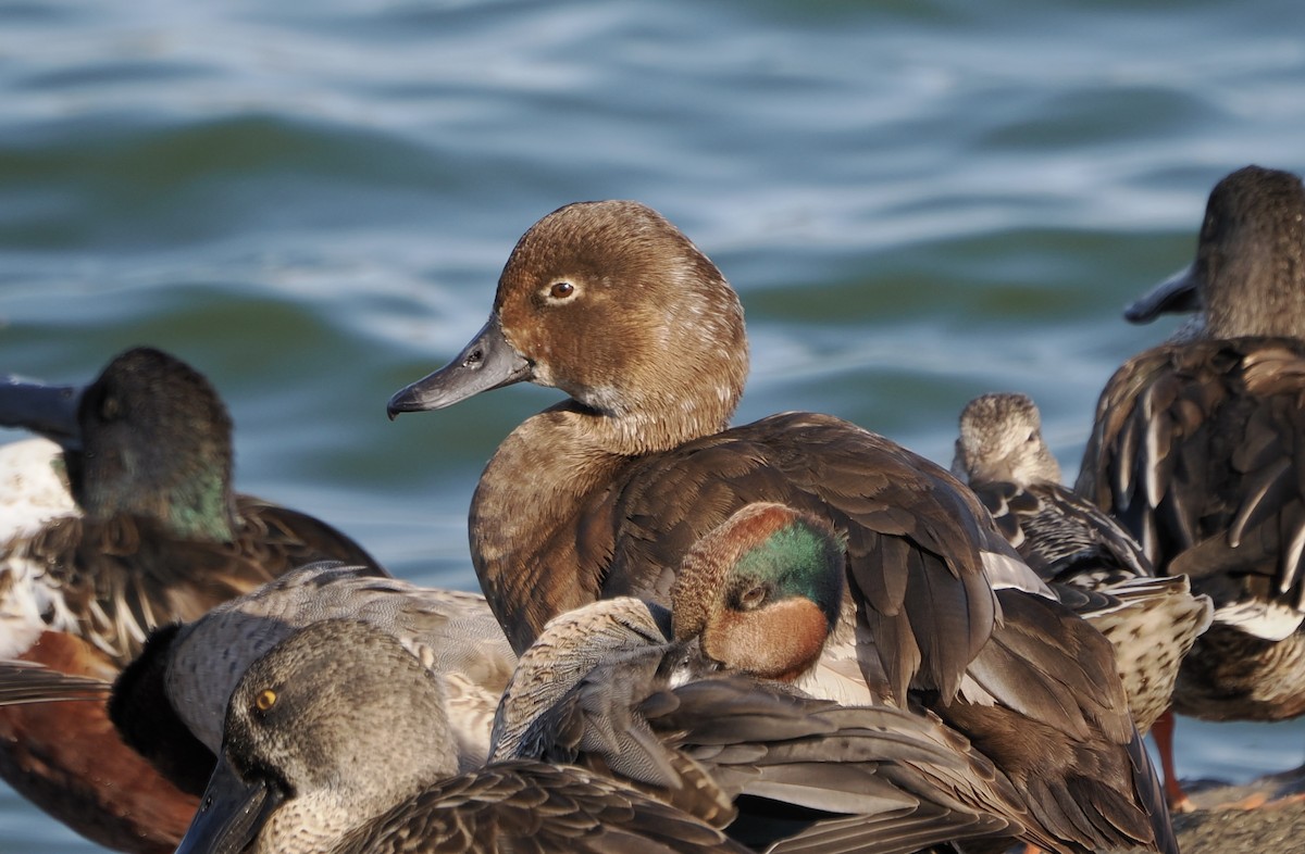 Redhead - ML645753743