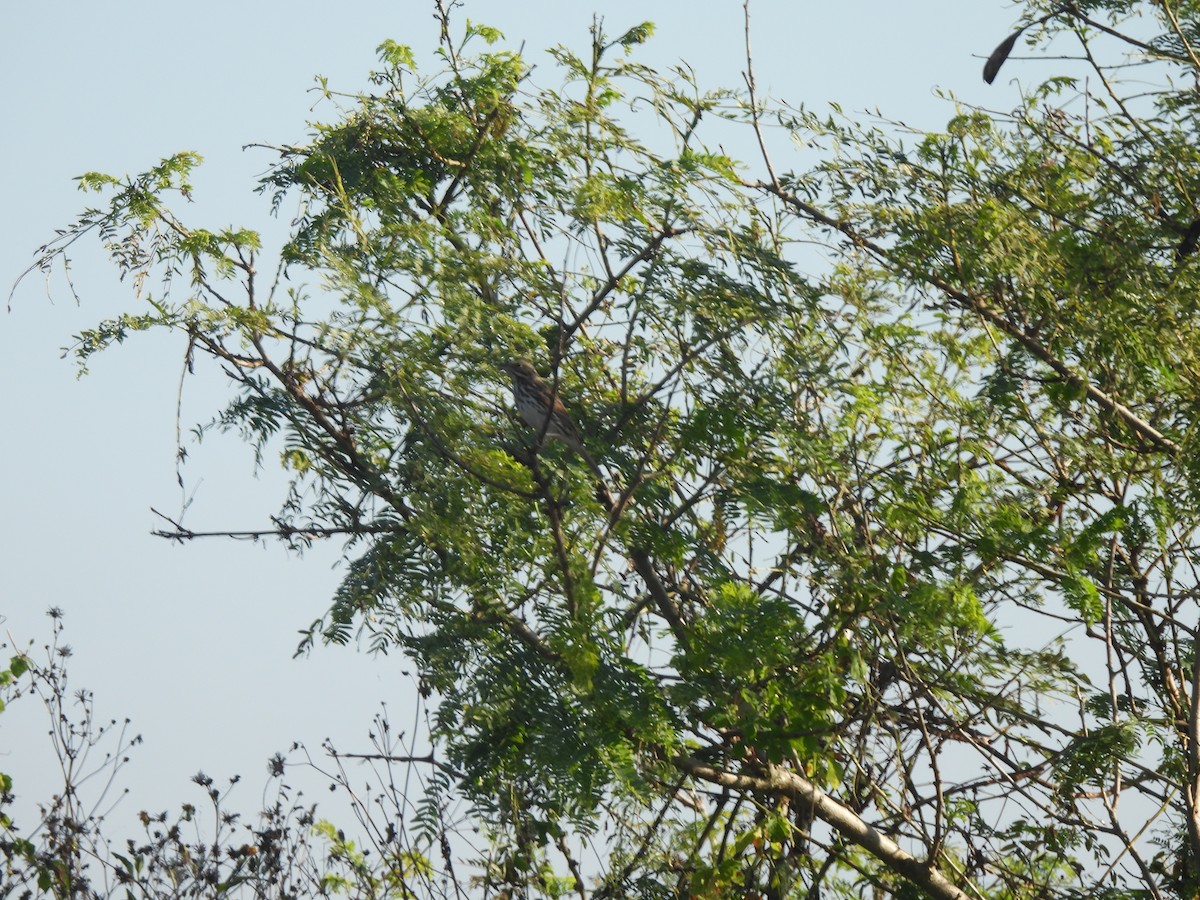 Savannah Sparrow - ML645753745