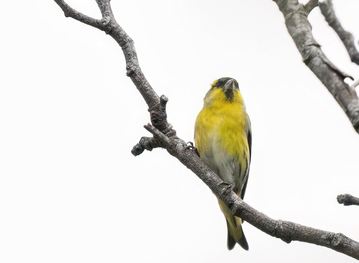 Eurasian Siskin - ML645753755