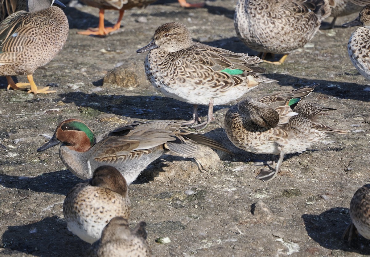 Green-winged Teal - ML645753757