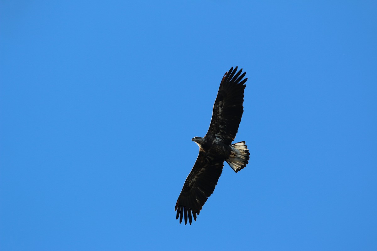 Pygargue à tête blanche - ML645753768