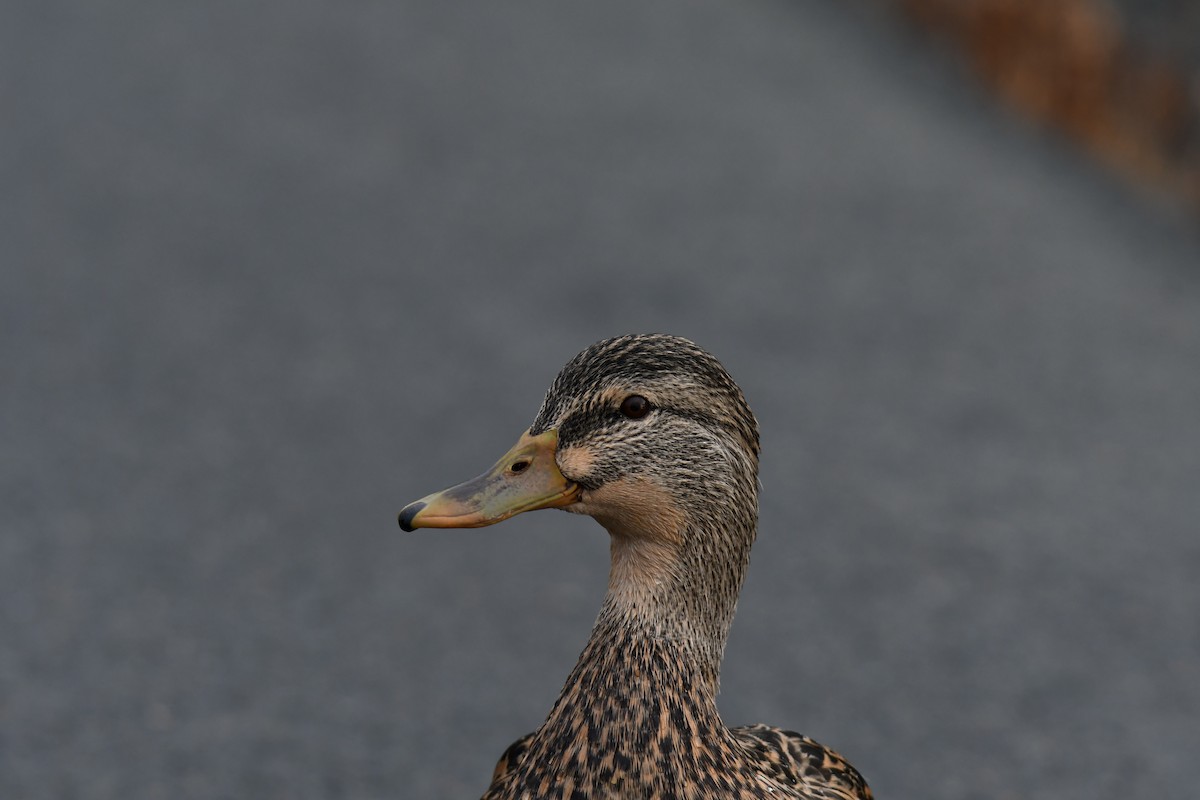 Mallard - ML645753773