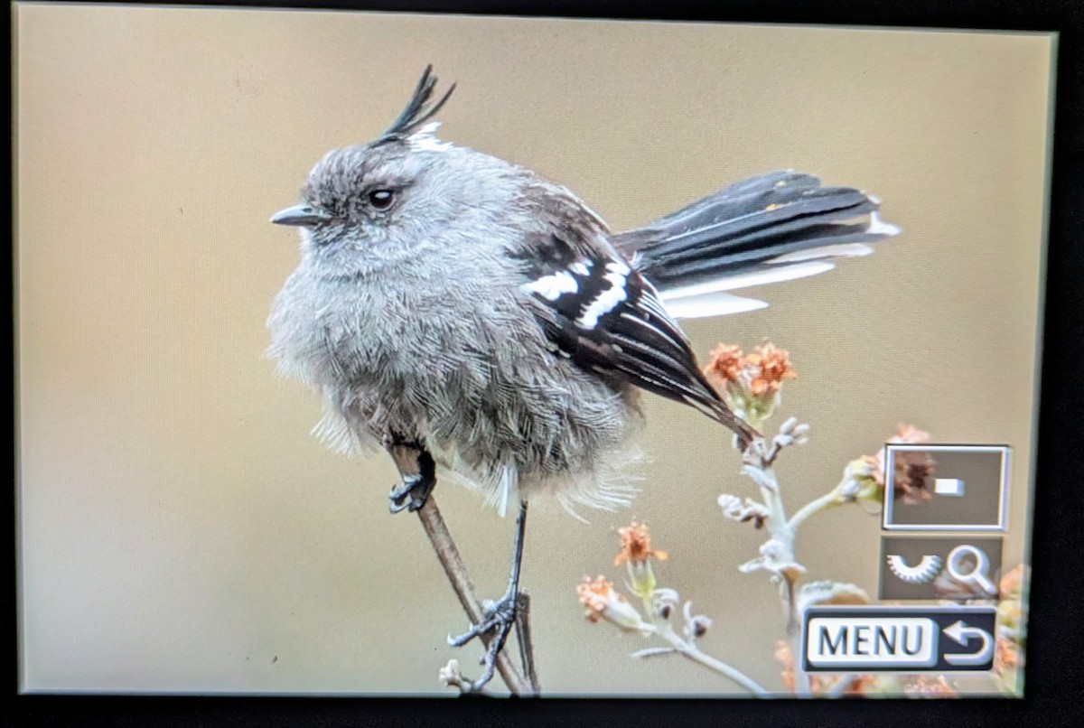 Ash-breasted Tit-Tyrant - ML645753787