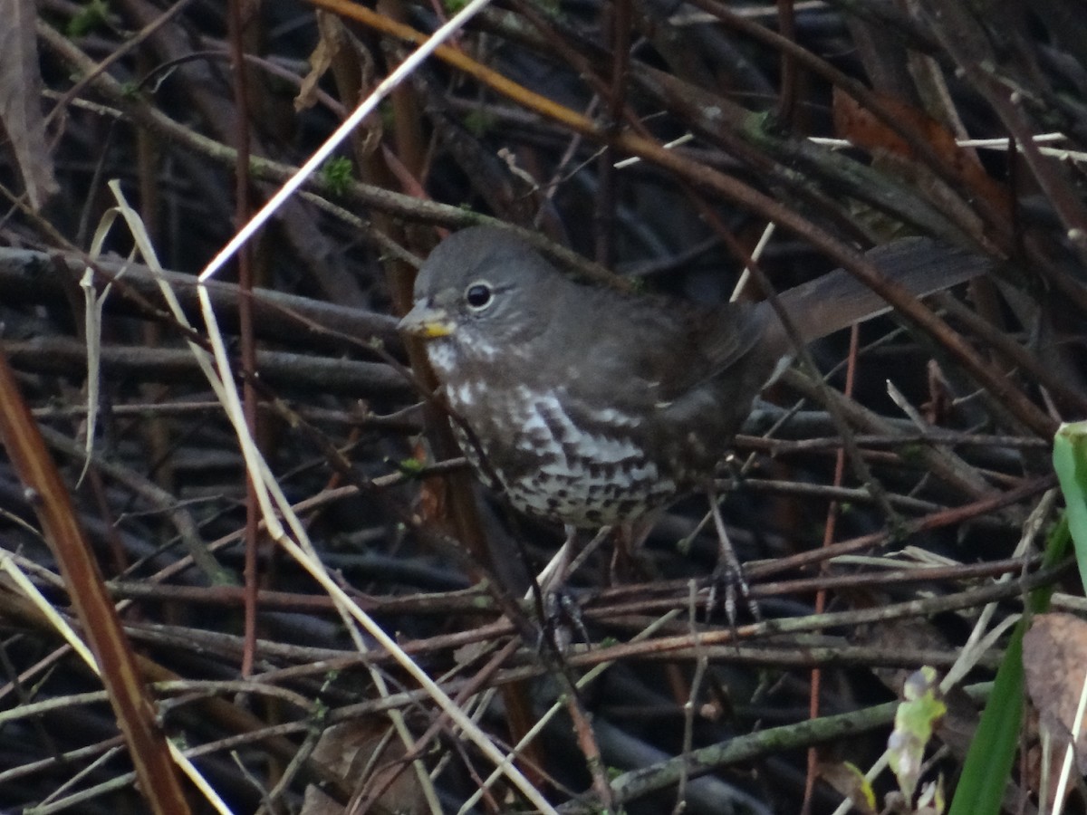 Fox Sparrow - ML645753793