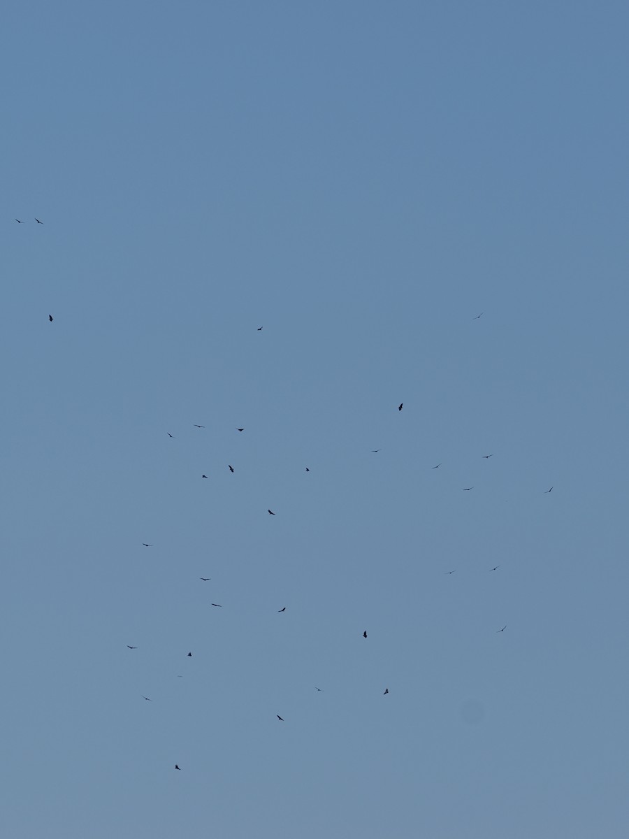 Катарта чорна - ML645753796