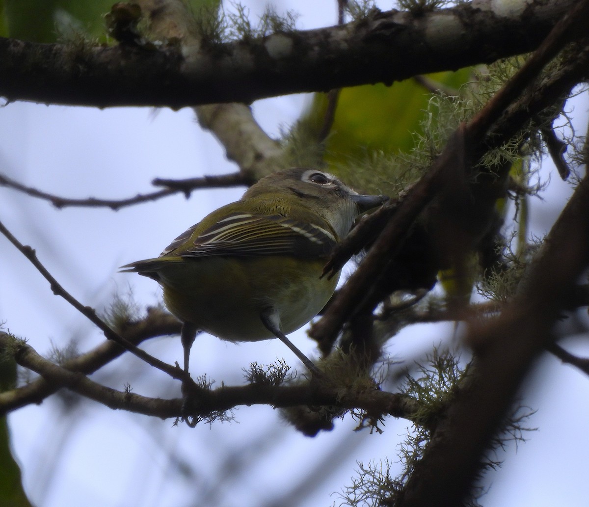 Blue-headed Vireo - ML645753798