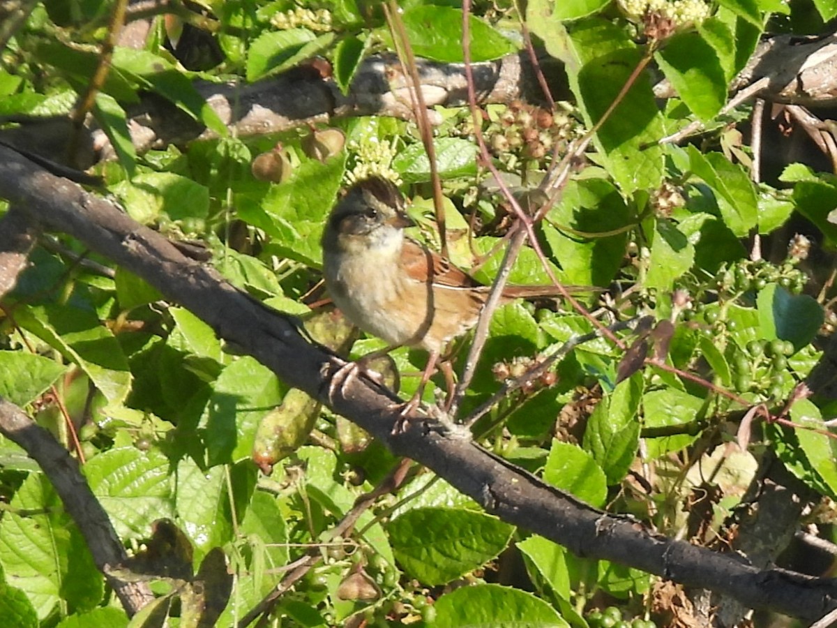 Swamp Sparrow - ML645753805