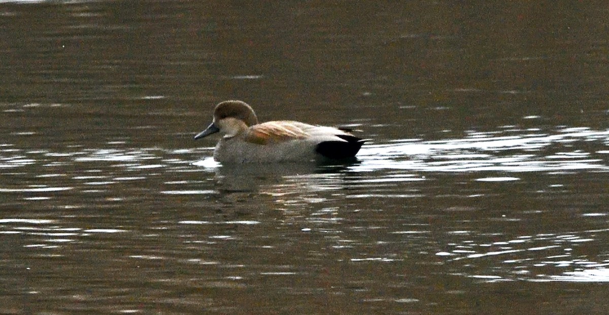 Серая утка - ML645753813