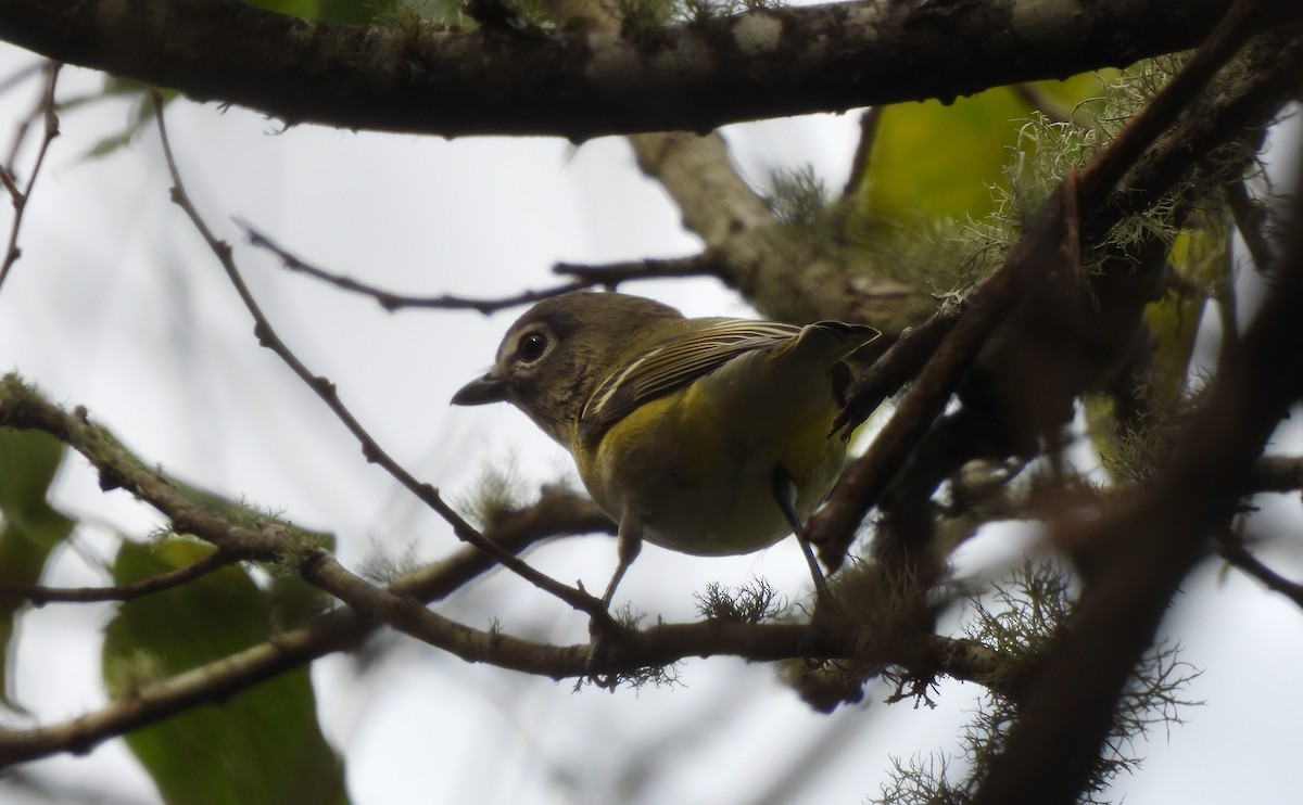 Blue-headed Vireo - ML645753814