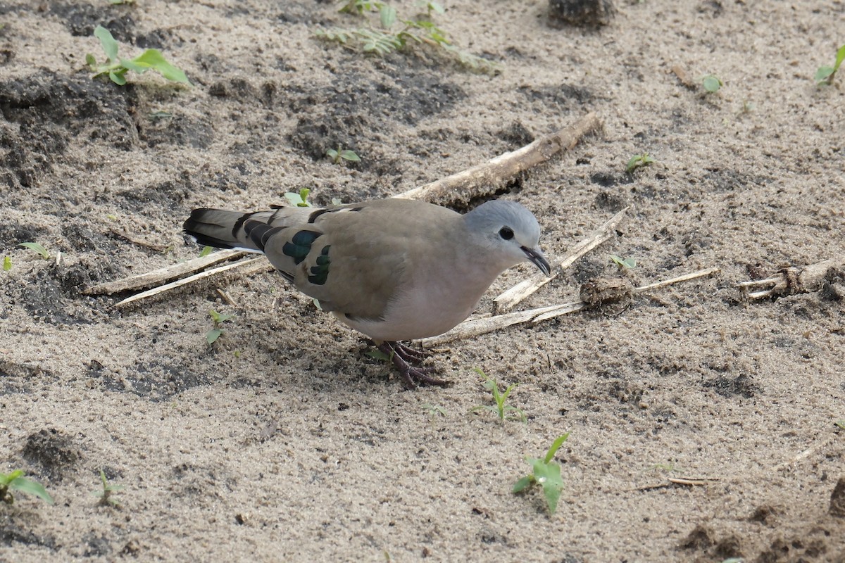 Emerald-spotted Wood-Dove - ML645753818