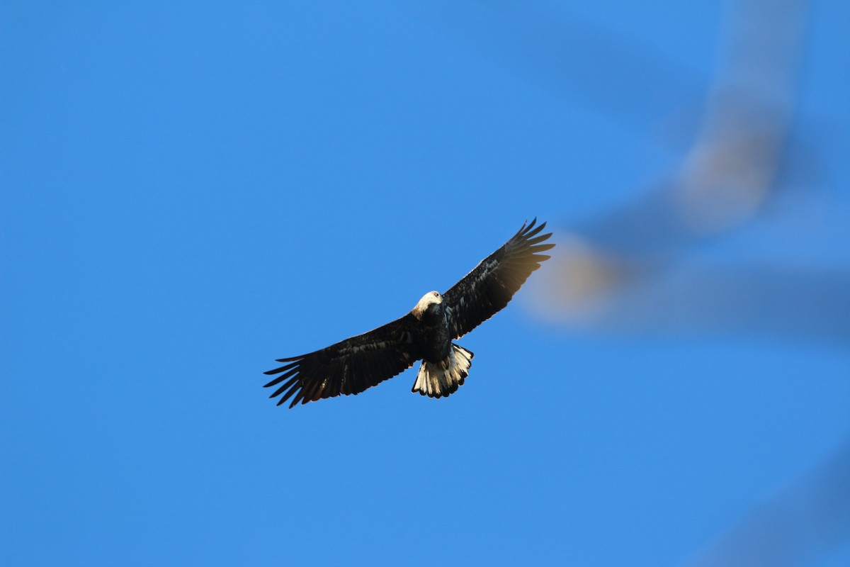 Pygargue à tête blanche - ML645753820