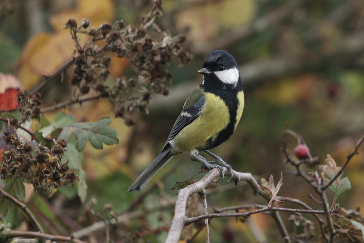 Great Tit (Great) - ML645753837