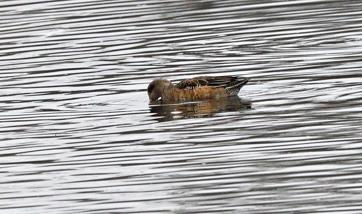 American Wigeon - ML645753845
