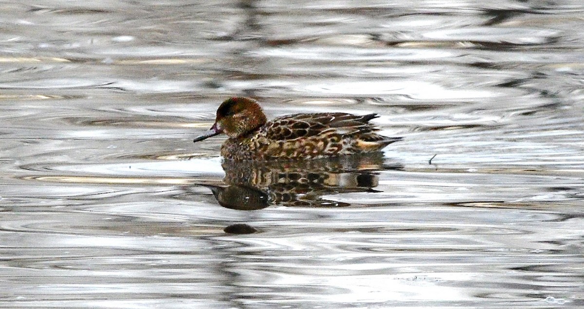 Green-winged Teal - ML645753857