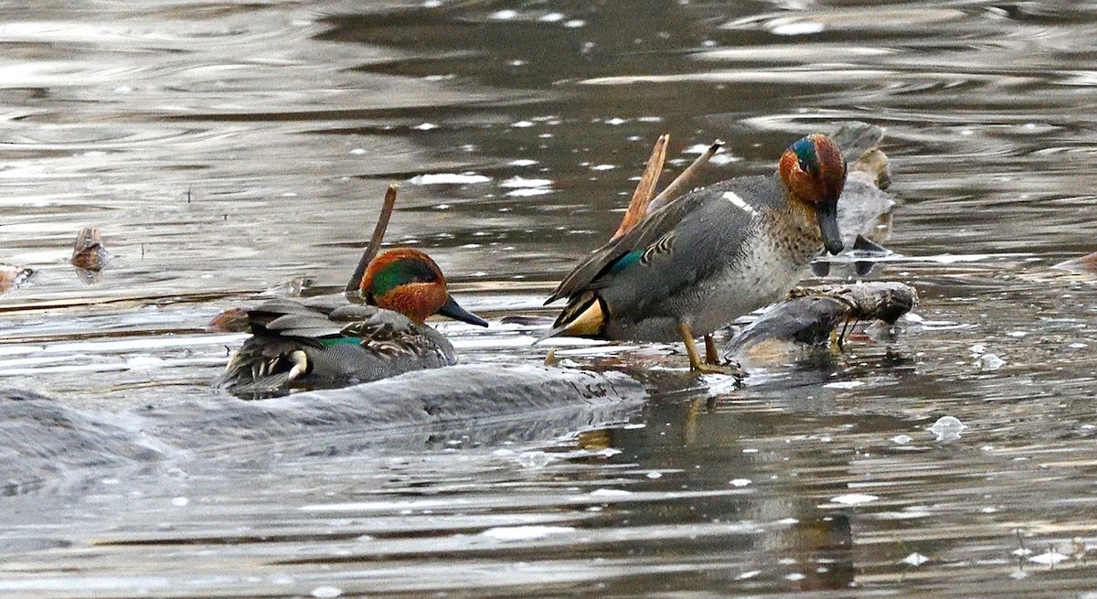 Green-winged Teal - ML645753858