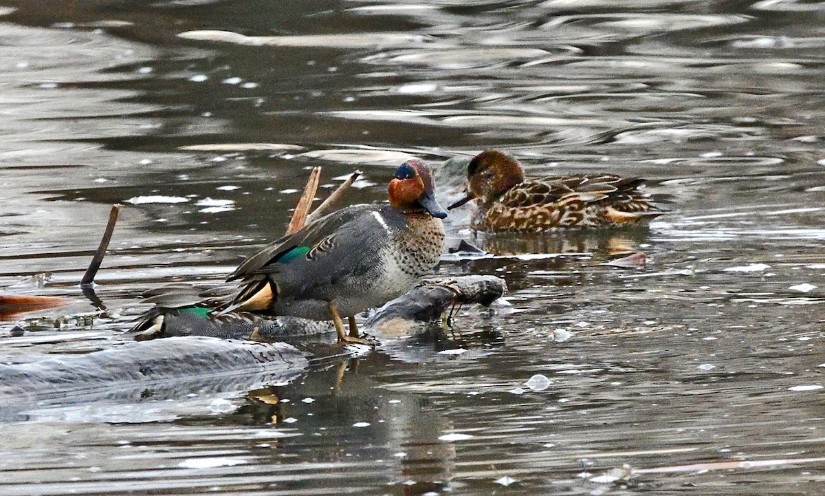 Green-winged Teal - ML645753859