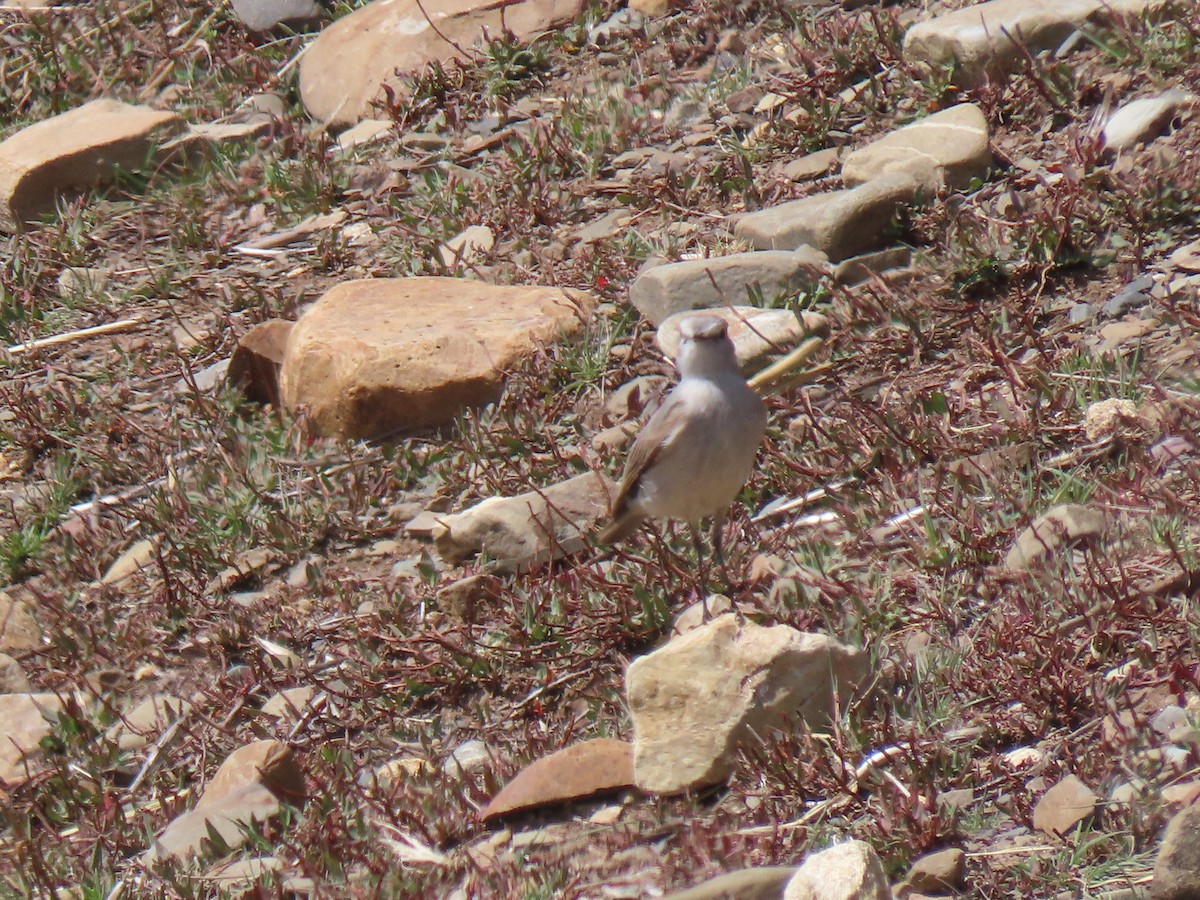 Rufous-naped Ground-Tyrant - ML645753881