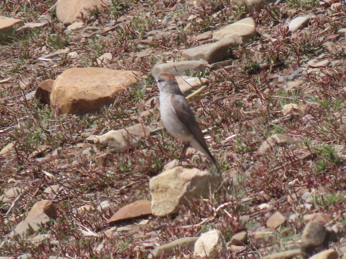 Rufous-naped Ground-Tyrant - ML645753882